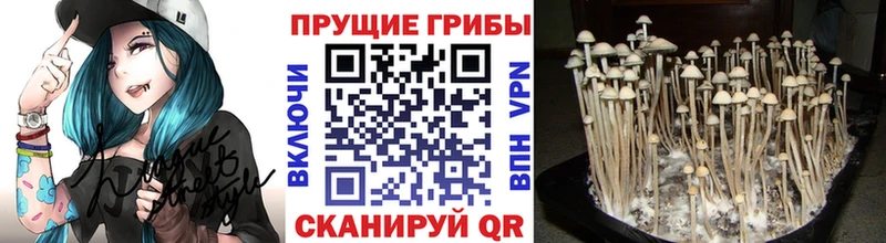 Галлюциногенные грибы прущие грибы купить Красноперекопск